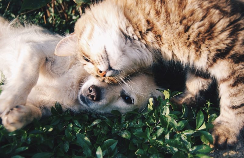 Cão e gato felizes juntos — rotina de saúde e bem-estar