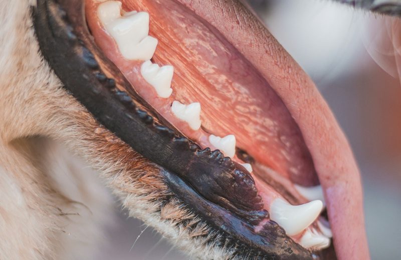 Cão saudável — cuidados com a higiene bucal e tártaro